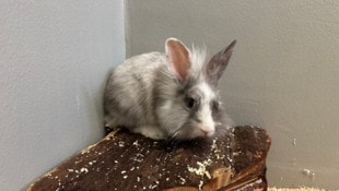 Die Tiere befinden sich derzeit in der Obhut des Tierheims.