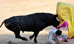 Zum Abschluss des diesjährigen Stierlaufs in Spanien wurden wieder drei Menschen verletzt.