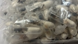 Das Paket mit den Spinnen kam aus Vietnam.