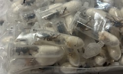 Das Paket mit den Spinnen kam aus Vietnam.