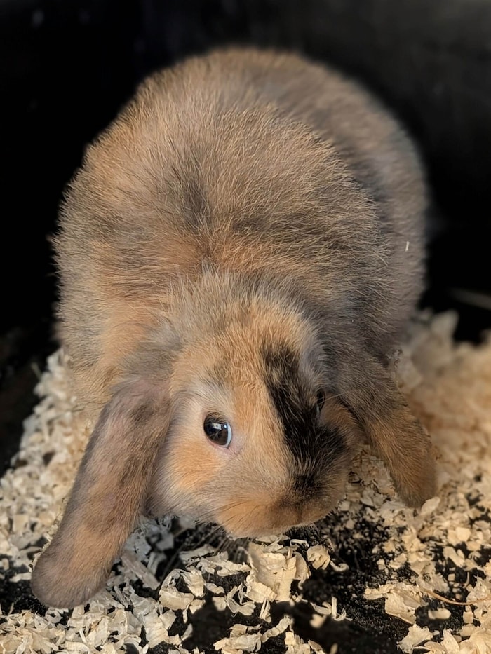 Flauschiges Findelkind