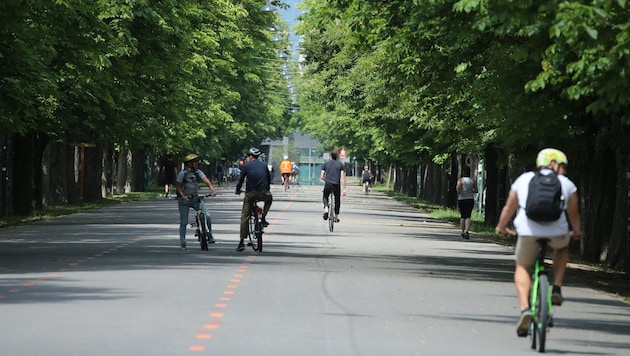In der Prater-Hauptalle können die Kastanien inzwischen nur noch dank der Behandlung mit ...