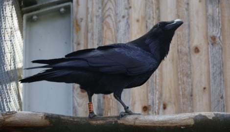 Das Nahrungsangebot ist groß, die Zahl der Krähen in Vorarlberg ist deutlich gestiegen.
