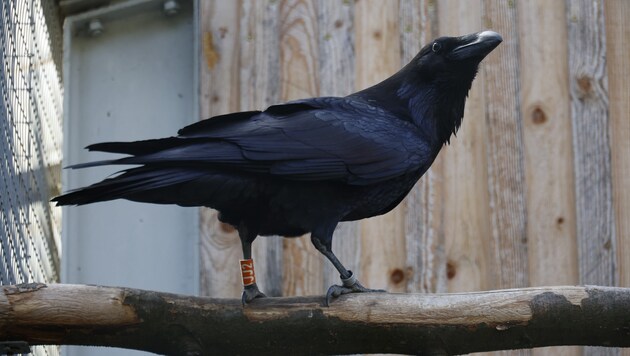 Das Nahrungsangebot ist groß, die Zahl der Krähen in Vorarlberg ist deutlich gestiegen.