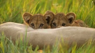Die beiden Löwenbabys hatten von Anfang an geringe Überlebenschancen. (Symbolbild)