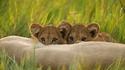 Die beiden Löwenbabys hatten von Anfang an geringe Überlebenschancen. (Symbolbild)