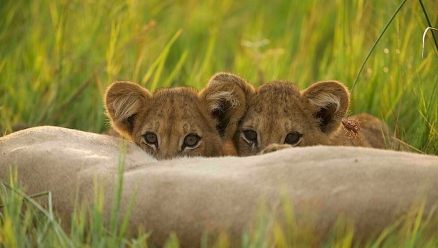 Die beiden Löwenbabys hatten von Anfang an geringe Überlebenschancen. (Symbolbild)