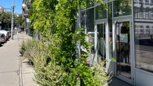 Die Pflanzen vor dem Büro in Währing regeln Licht und Klima auch innen so, dass jederzeit ...