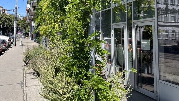 Die Pflanzen vor dem Büro in Währing regeln Licht und Klima auch innen so, dass jederzeit ...