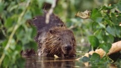 Die „Burgen“ der putzigen Tiere werden nicht überall gern gesehen.