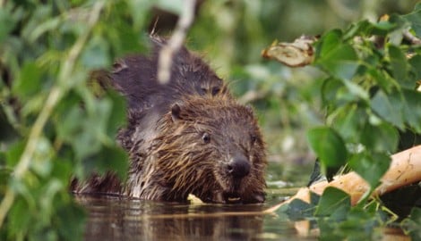 Die „Burgen“ der putzigen Tiere werden nicht überall gern gesehen.