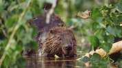 Die „Burgen“ der putzigen Tiere werden nicht überall gern gesehen.