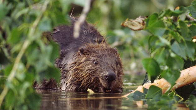 Die „Burgen“ der putzigen Tiere werden nicht überall gern gesehen.