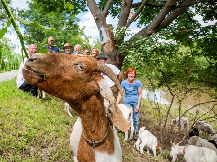 Das Ökoprojekt wurde ins Leben gerufen, um dem Wildwuchs entlang der Schwarza Herr zu werden.