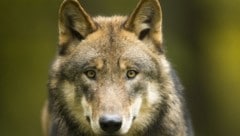Insgesamt 21 Tiere wurden im vergangenen Jahr in Vorarlberg von Wölfen gerissen. Im Bereich der ...