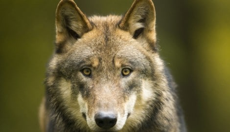 Insgesamt 21 Tiere wurden im vergangenen Jahr in Vorarlberg von Wölfen gerissen. Im Bereich der ...