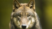 Insgesamt 21 Tiere wurden im vergangenen Jahr in Vorarlberg von Wölfen gerissen. Im Bereich der ...