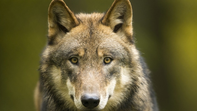 Insgesamt 21 Tiere wurden im vergangenen Jahr in Vorarlberg von Wölfen gerissen. Im Bereich der ...