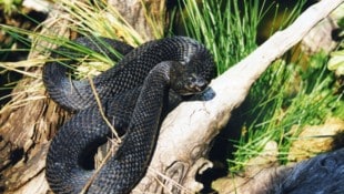 Hybrid aus Hornotter (Vipera ammodytes) und Kreuzotter (Vipera berus) – vor 20 Jahren in Kärnten ...