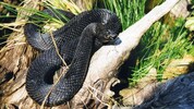 Hybrid aus Hornotter (Vipera ammodytes) und Kreuzotter (Vipera berus) – vor 20 Jahren in Kärnten ...