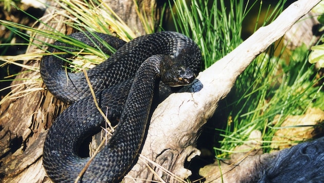 Hybrid aus Hornotter (Vipera ammodytes) und Kreuzotter (Vipera berus) – vor 20 Jahren in Kärnten ...