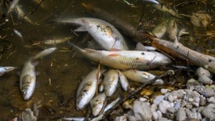 Die Krems könnte heuer noch öfter austrocknen und für Fische zur tödlichen Falle werden.
