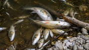 Die Krems könnte heuer noch öfter austrocknen und für Fische zur tödlichen Falle werden.