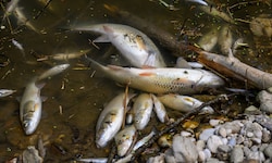 Die Krems könnte heuer noch öfter austrocknen und für Fische zur tödlichen Falle werden.