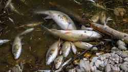 Die Krems könnte heuer noch öfter austrocknen und für Fische zur tödlichen Falle werden.