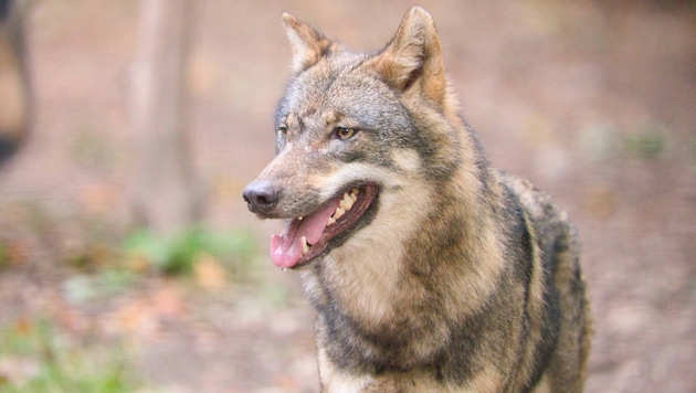 Noch ist nicht klar, ob es sich um einen Wolfsriss handelt.