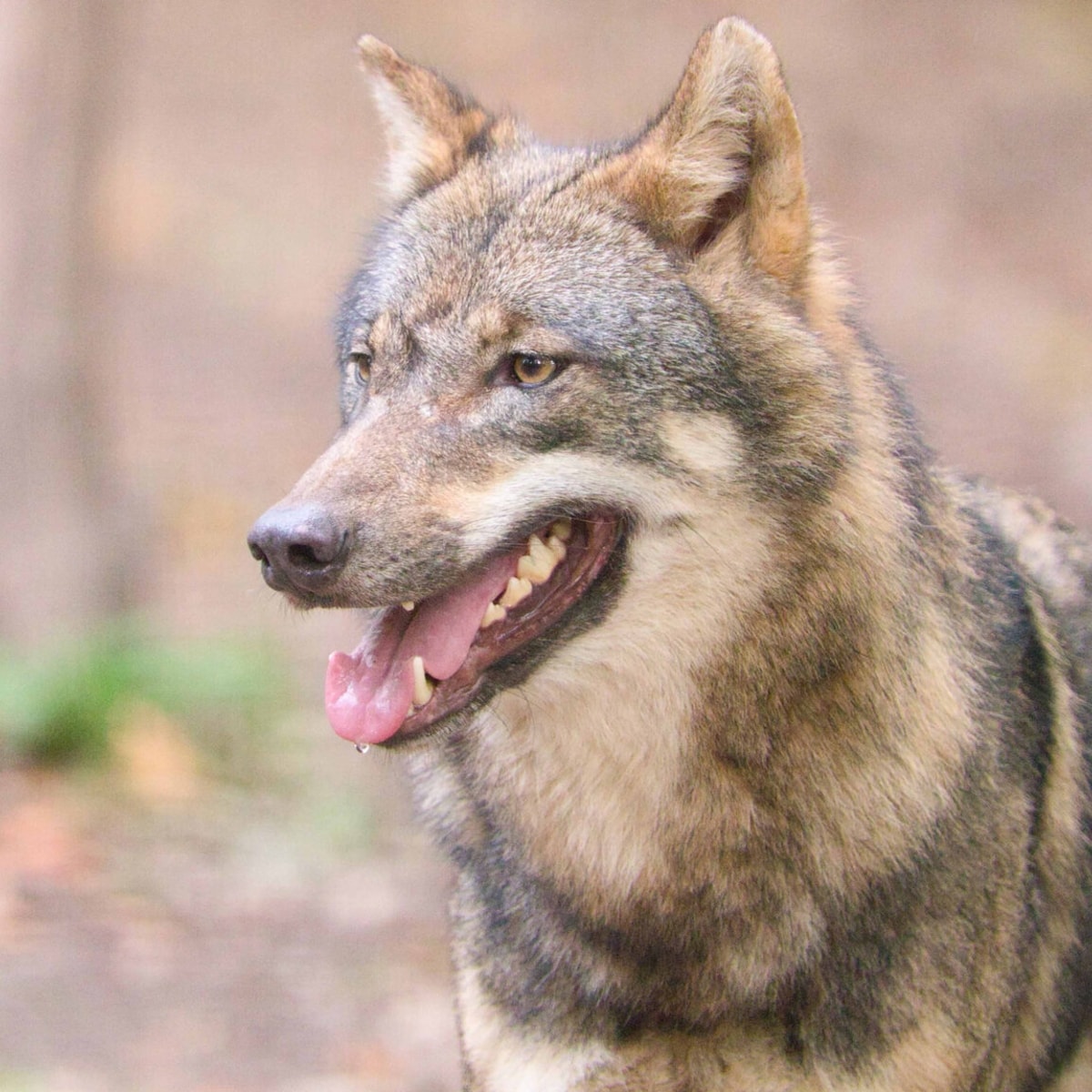 Ashleyrey onlyfans leaks Ashley Rey (@ashaleerey) X Ashley