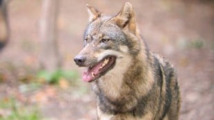 Im Maltatal wurden Schafe vor einem Stallgebäude tot aufgefunden. Ein Wolf soll dafür ...