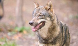 Symbolwolf