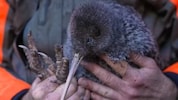 Der Kiwi Pukupuku galt als ausgerottet, wurde nun aber an der Westküste der Südinsel gesichtet.