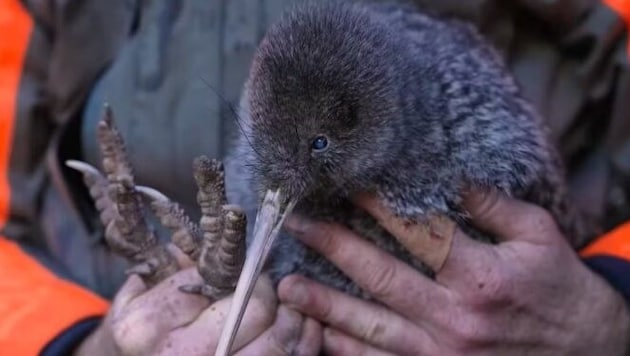 Der Kiwi Pukupuku galt als ausgerottet, wurde nun aber an der Westküste der Südinsel gesichtet.