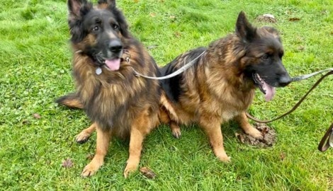 Zwei Schäferhunde verendeten im Anhänger, jetzt wurde die Besitzerin freigesprochen ...