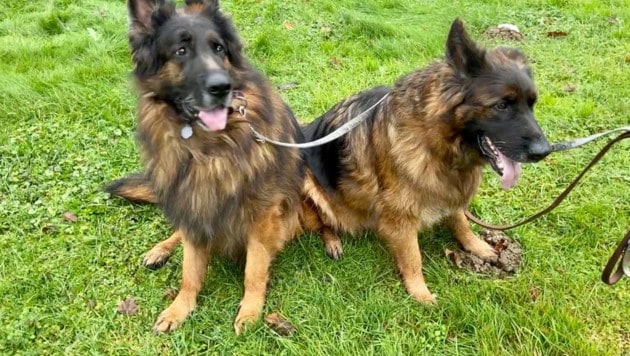 Zwei Schäferhunde verendeten im Anhänger, jetzt wurde die Besitzerin freigesprochen ...
