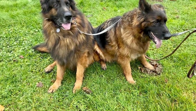 Zwei Schäferhunde verendeten im Anhänger, jetzt wurde die Besitzerin freigesprochen ...