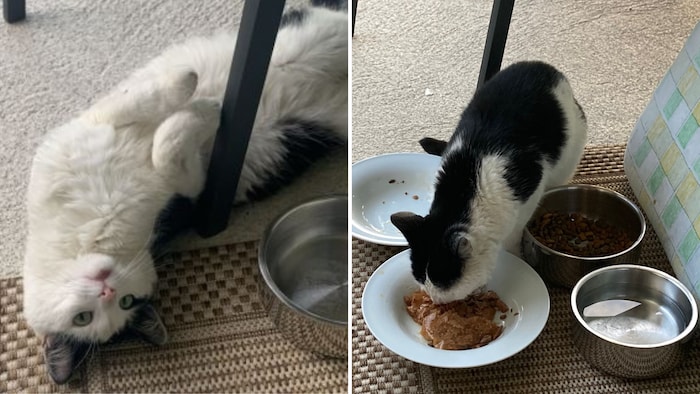 Schmusekatze entdeckt!