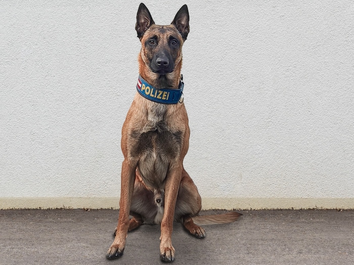 Der Polizeidiensthund „Maddox“ konnte die Tatwaffe im Gebüsch in der Nähe des Imbissstands ...