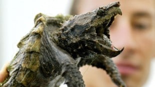 Die Schnappschildkröte lauert in Badegewässern und kann Finger oder Zehen abbeißen.