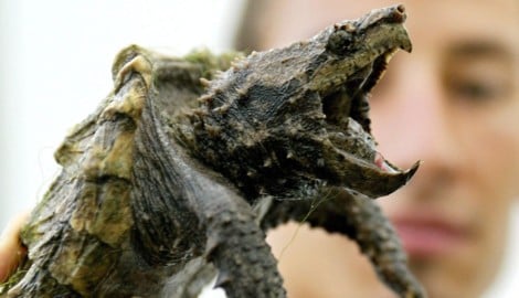 Die Schnappschildkröte lauert in Badegewässern und kann Finger oder Zehen abbeißen.