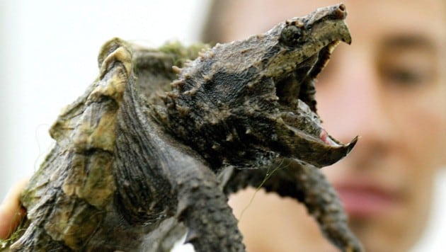 Die Schnappschildkröte lauert in Badegewässern und kann Finger oder Zehen abbeißen.