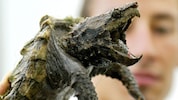 Die Schnappschildkröte lauert in Badegewässern und kann Finger oder Zehen abbeißen.