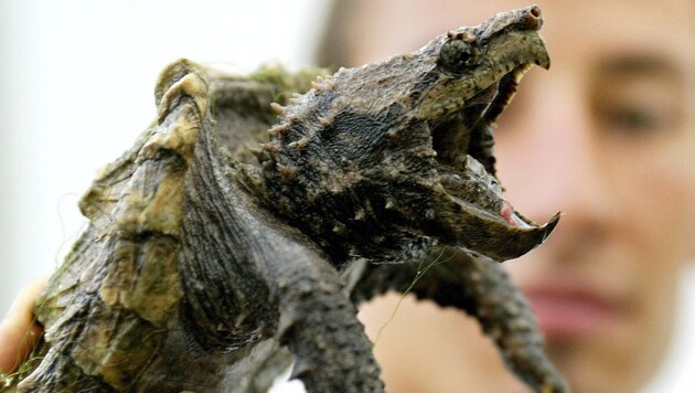 Die Schnappschildkröte lauert in Badegewässern und kann Finger oder Zehen abbeißen.