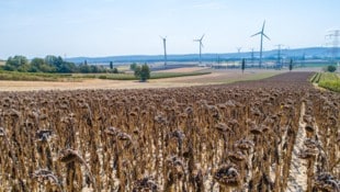 Hängende Köpfe auf dem Feld: Steigende Temperaturen setzen der Landwirtschaft zu. 2024 gab es ...