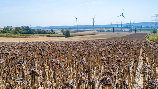 Hängende Köpfe auf dem Feld: Steigende Temperaturen setzen der Landwirtschaft zu. 2024 gab es ...