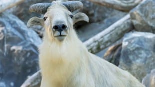 MIt goldfarbenem Fell und trittsicher präsentieren sich die beiden Neuankömmlinge.