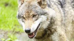 Die Älpler im Großen Walsertal können aufatmen: Der Schadwolf darf ab sofort geschossen werden.