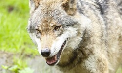 Die Älpler im Großen Walsertal können aufatmen: Der Schadwolf darf ab sofort geschossen werden.